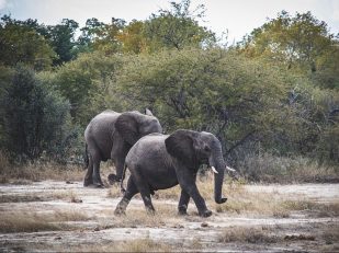 Great Plains Announces Opening of Tembo Plains Camp, Zimbabwe