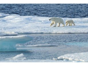 Adventures by Disney Announces Expedition Cruises to the Arctic