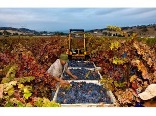 Vintners Across the State Report Outstanding Quality for 2021 California Harvest