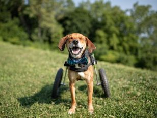 Courageous Canine Who Lost His Legs but Not Hope Wins Nation's Top Title at the 2021 American Humane