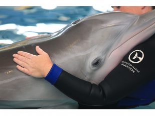 Clearwater Marine Aquarium Announces Winter the Dolphin's Legacy