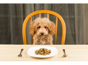 Best Luxury Pet Food Brands For Dogs