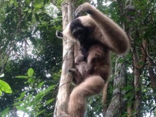 First 21st Century Baby Gibbon Born Inside Angkor Archeological Park, Siem Reap, Cambodia