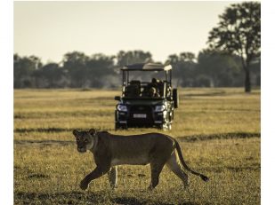 Wilderness Safaris and Panthera Introduce Unique Lion Conservation Trip to Zambia