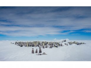 Quark Expeditions Returns to the Legendary Emperor Penguin Colony at Snow Hill