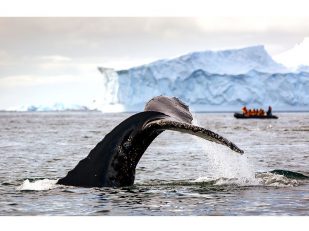 Quark Expeditions Kicks off the Antarctic 2022-23 Season With Immersive Trip to Antarctic Peninsula