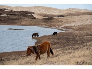 An Extraordinary Expedition: Muir + Sable Island National Park Reserve