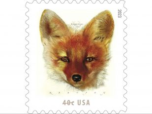 Red Fox to Come to Your Mailbox