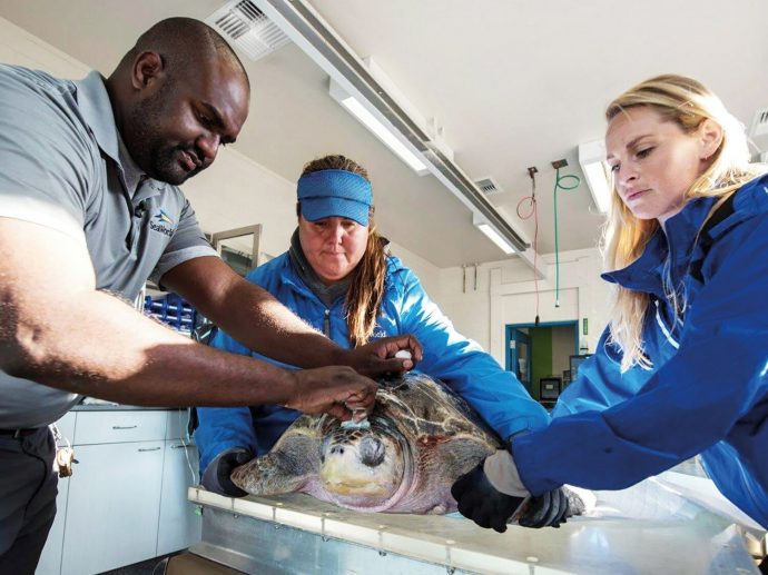 Miral Announces opening of Yas SeaWorld® Research & Rescue, Yas Island, Abu Dhabi