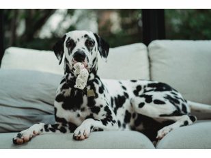 How often should you clean your Dogs Bowl?