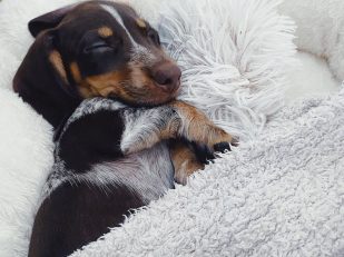 DIY No-Sew Dog Beds: Easy and Quick Projects for Your Canine Companion