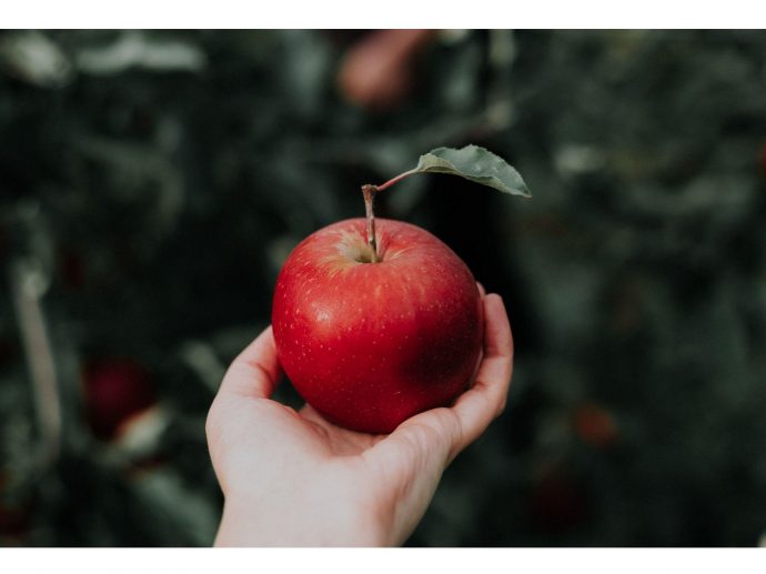 Organic Marijuana Use - How to Make an Apple Bong