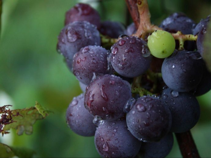Nauvoo Grape Festival