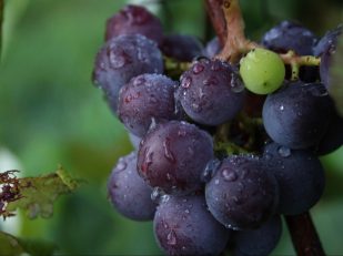 Nauvoo Grape Festival