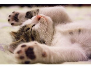 Are Probiotics Good for Cats?