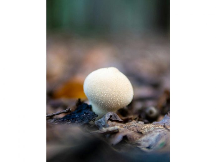 Cooking with Lion's Mane Mushroom: Delicious Recipes for UK Home Cooks