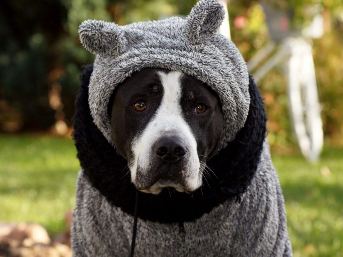 Bundle Up Your Furry Friend: The Ultimate Guide to Winter Hoodies for Dogs