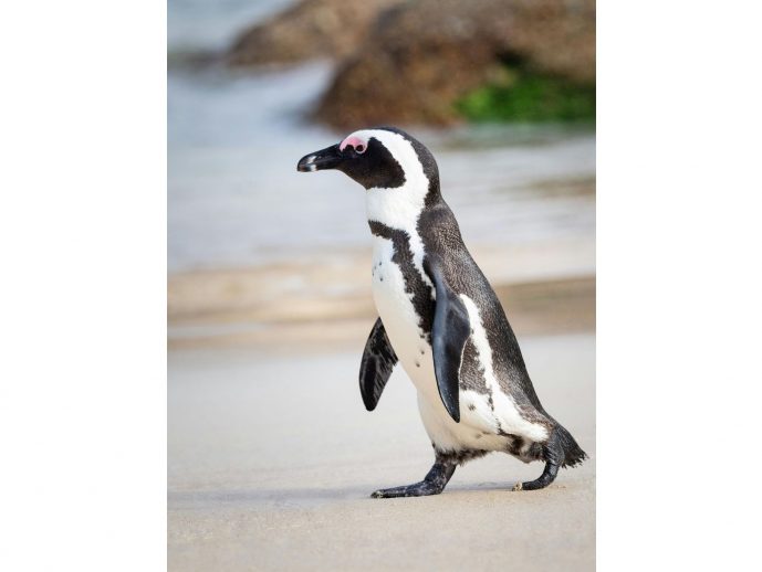 5 Places To See Wild Penguins (That Aren’t Antarctica)