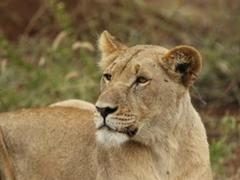 &Beyond Reverses Lion Extinction in Rwanda