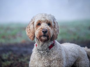 Luxury Companions: Opting for a Doodle Mix for an Exceptional Pet Experience