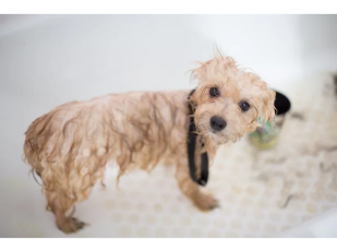 Top In-Home Dog Grooming Services in NYC