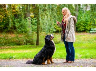 Tips in Choosing A Dog Trainer in Syracuse, NY