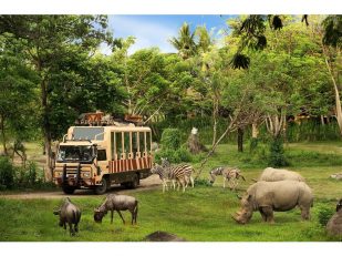 Explore Safari Full of Wonders, Taman Safari Indonesia Offers Unforgettable Experiences