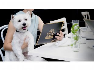 Bring Your Dog To Dinner During The First-Ever Cesar® Restaurant Weekend