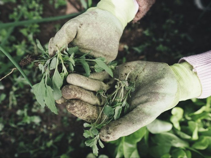 Elevate Your Gardening Game: Essential Tips for a Thriving Backyard