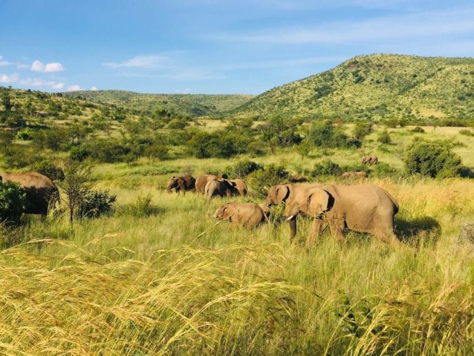 Essential Tips for Choosing the Right African Safari Experience