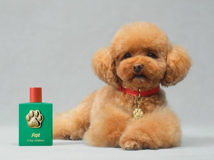 Dolce & Gabbana Launches Fefé: The Ultimate Luxury Fragrance for Dogs