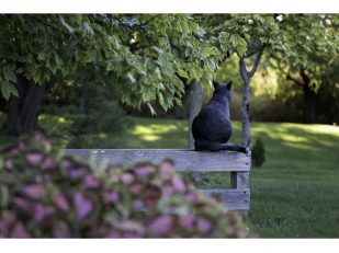 Why Timber Fences Might Not Be the Best Choice for Your Garden