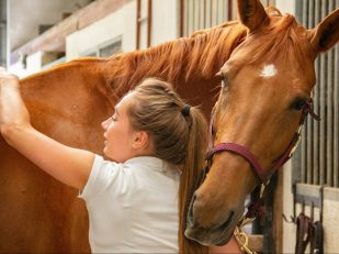 Caring for Your First Horse: Beginner Tips to Keep Your Equine Happy and Healthy