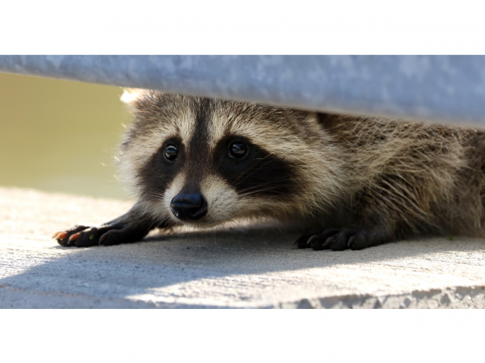 Wildlife Repellent Tips: Effective Strategies for Protecting Your Property