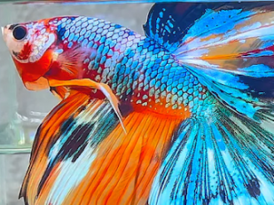 Premium Quality Betta Fish for Sale at Our Online Shop