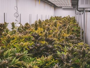 Indulging in Green Luxury: The Art of Cultivating Premium Cannabis at Home