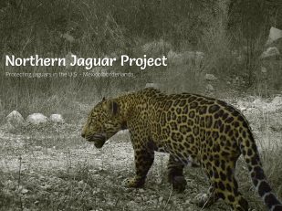 Northern Jaguar Project