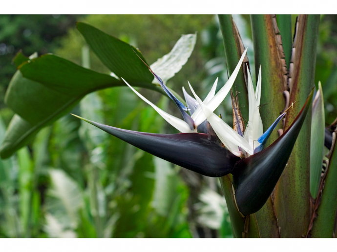 White Bird of Paradise: Care, Types, Benefits & Gardening Tips