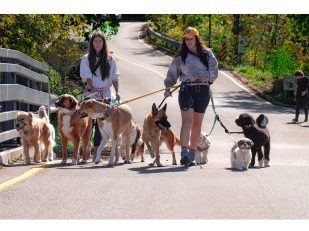 Common Risks Dog Walkers Face and How Insurance Can Help