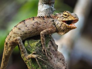 5 Best Tips for Buying Reptile Supplies