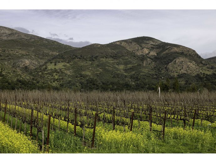 Stag's Leap Wine Cellars Acquires Arcadia Vineyard in Coombsville AVA