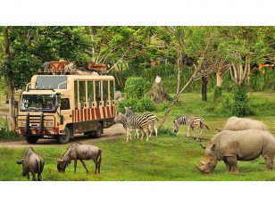 Indonesian Safari Park: An African-Style Safari in Asia -The Ultimate Adventure for Indian Travelers