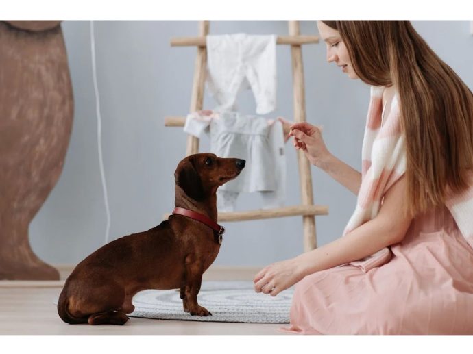 Pampering Your Pup: Can CBD Dog Treats Become the Ultimate Luxury for Your Pet's Wellness?