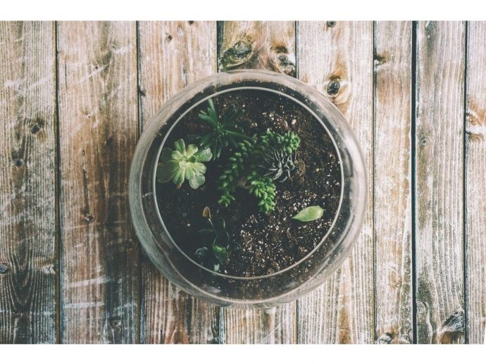 How to Build Your Own Terrarium