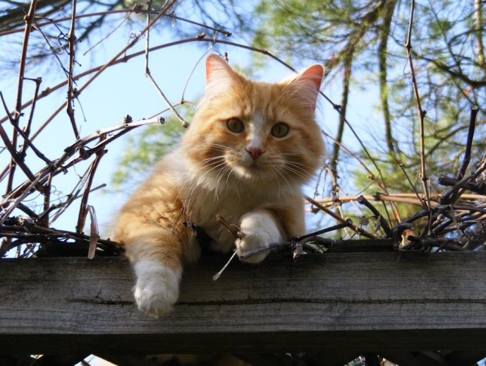 DNA Test for Cats: A Step into the Future of Pet Care