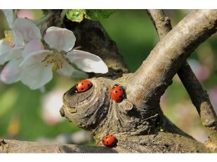 Why Ladybugs Are Invading Your House This Spring