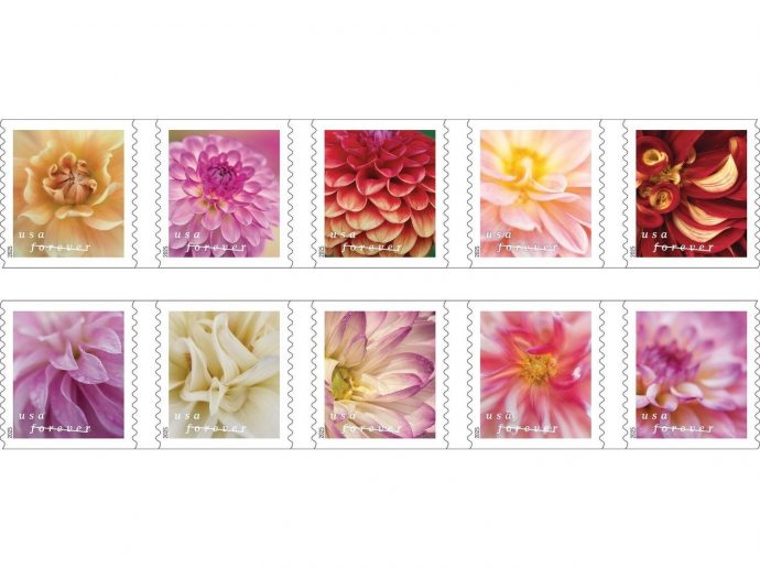 Picturesque Dahlias Beautifully Bloom on New Stamps