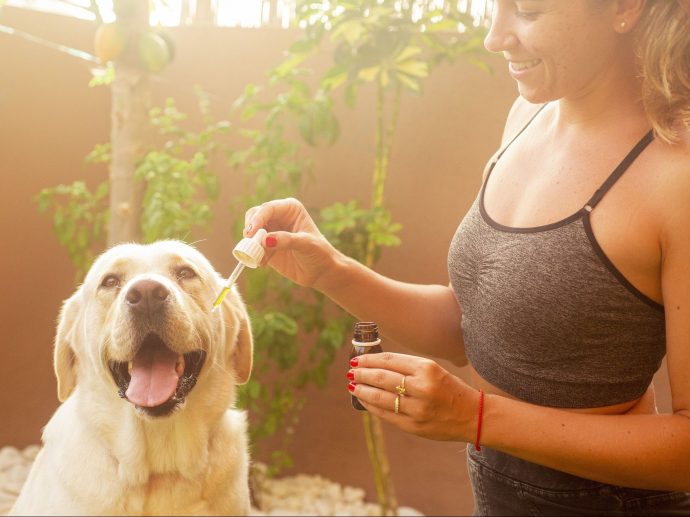How CBD Products Containing Aloe Vera Can Soothe Your Dog's Skin Irritations