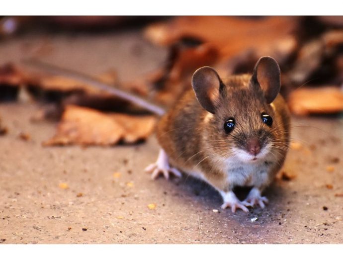 Luxury Without Infestation: Comparing High-End Pest Control Options for Moths