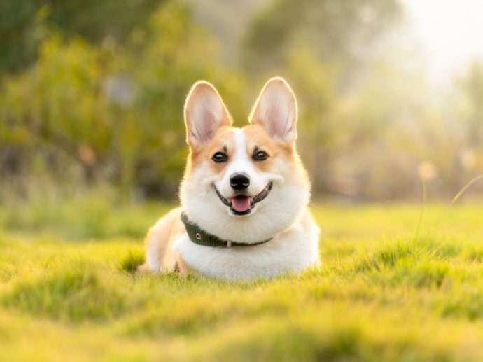 How to Safely Move Pets Across the Globe: A Guide for Pet Owners
